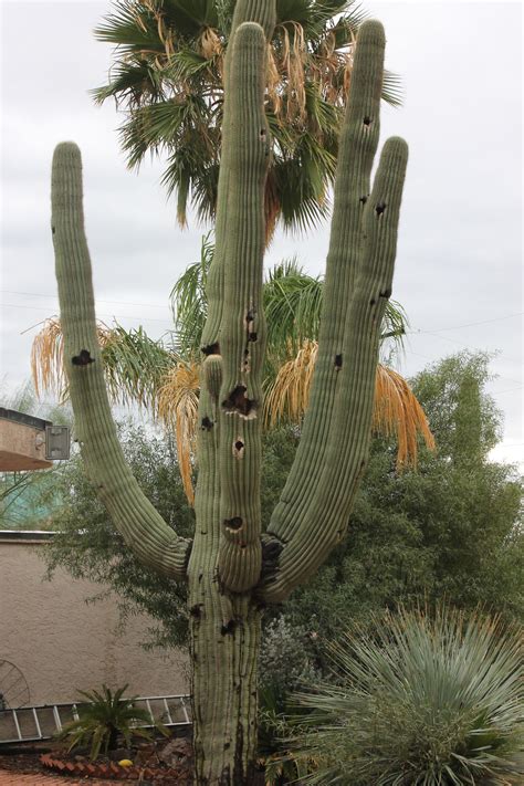 Giant Sahuaro Cactus Cactus Arizona Cactus Cactus Plants