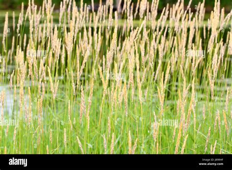 Canary Vegetation Reed Meadow Grass Lawn Green Backdrop