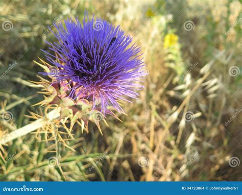 Purple Thistle Flower Stock Photo Image Of Spikes Bloom 94723864