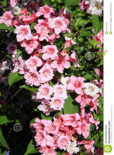 Cornus florida pink flowering dogwoodzone: Weigela stock photo. Image of backgrounds, growing, full ...