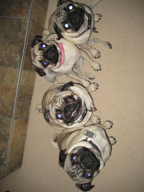 The 4 Pugs Posing Again For A Pic They Are So Funny And Cute Together