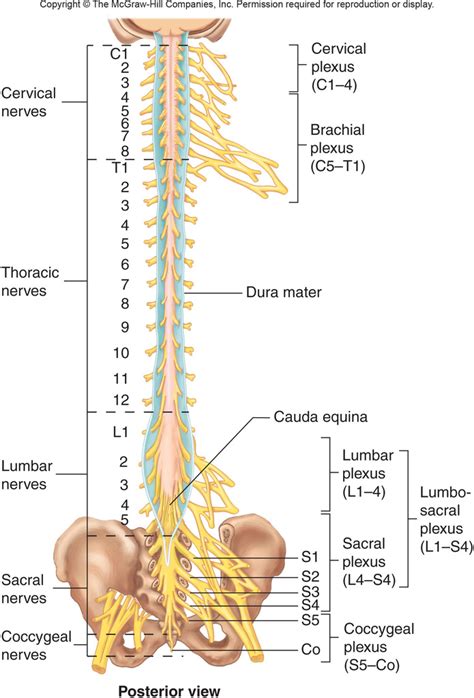 Spinal Plexus And Nerves Peripheral Nervous System Pns Diagram Quizlet