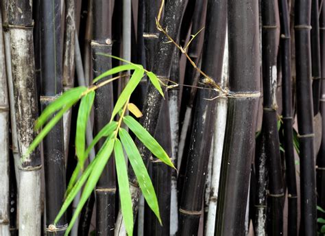 Black Bamboo Plants How To Care For Black Bamboo In Gardens