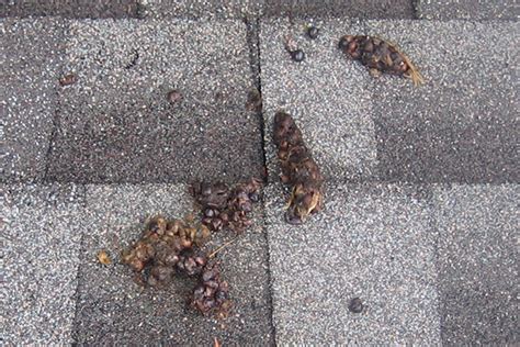 Raccoon Feces In The Attic Photographs How To Identify And Clean