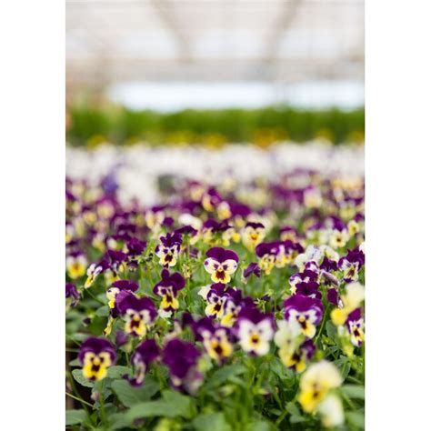 Metrolina Greenhouses Multicolor Pansy In 3 Quart Planter 2 Pack In The