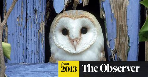 Battle To Save Barn Owl After Freak Weather Kills Thousands Birds