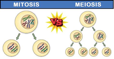 10 Diferencias Notables Entre Mitosis Y Meiosis Noticias Actuales De