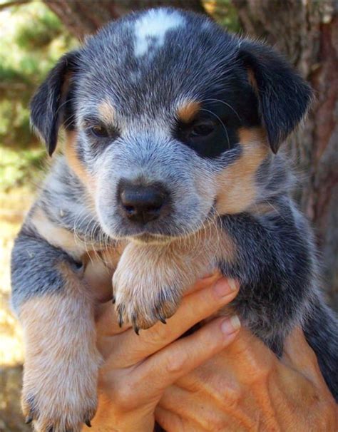 Blue Heeler Puppies For Sale Photos All Recommendation