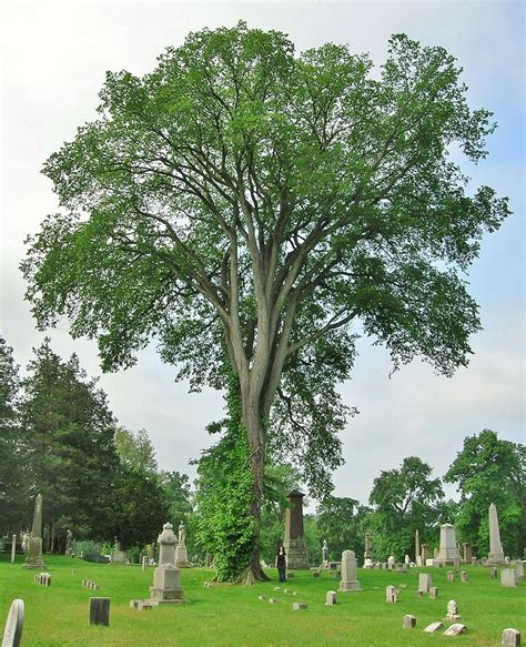 Fileamerican Elm Tree At Spring Grove Cemetery Hartford Ct May 26