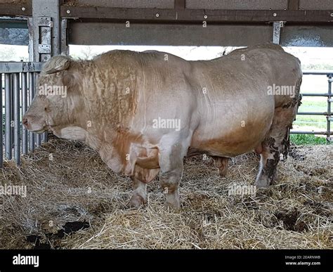 Charolais Rind Tier Hi Res Stock Photography And Images Alamy