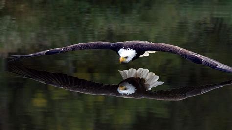 Steller's sea eagle with prey. birds, Animals, Bird of prey, Bald eagle, Eagle HD Wallpapers / Desktop and Mobile Images & Photos