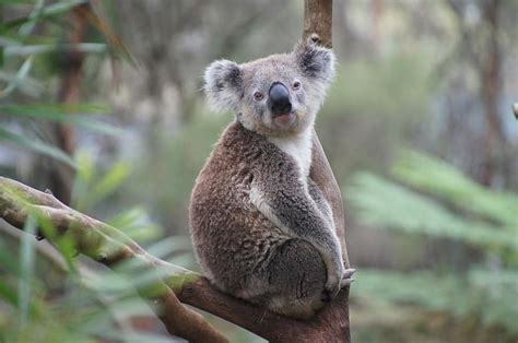 Koala Australia Koala Bear Lazy Rest Animal Nature Conservation