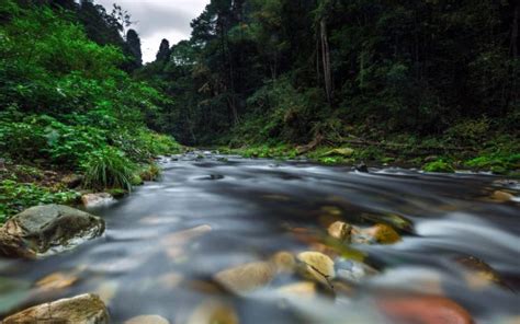 Stones Pebbles On Water Between Green Trees Bushes Plants Forest 4k Hd