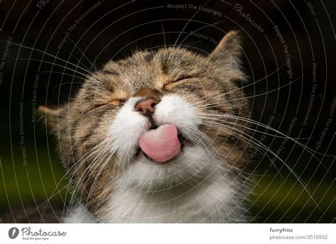 Funny Portrait Of A Cute British Shorthair Cat Sticking Out Its Tongue A Royalty Free Stock