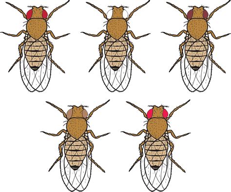Commonly known as fruit or vinegar flies, they are often found on rotting fruit or other decaying matter (powell 1997). The Genetics of Drosophila Eye Color—Inquiry Lab Kit for ...