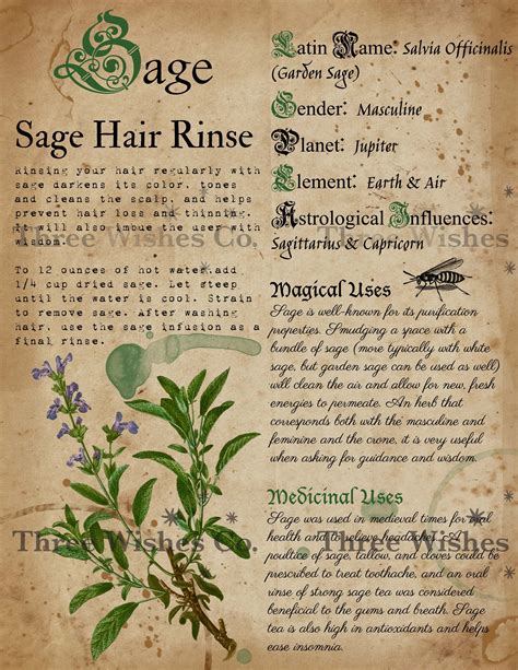 Printable Herb Profiles Book Of Shadows Pages Herb Etsy Herbal