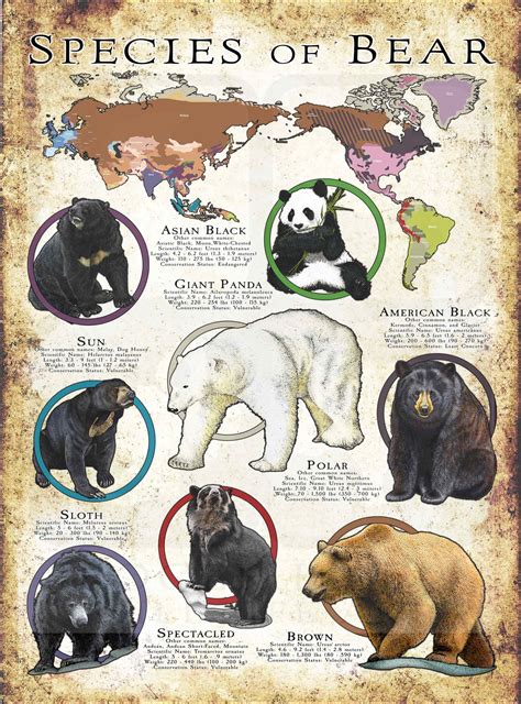 Species Of Bears