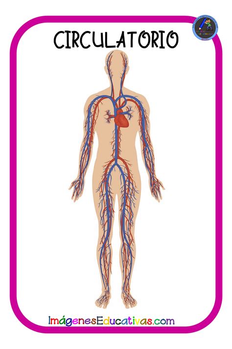 LÁminas Cuerpo Humano Primaria 9 Imagenes Educativas