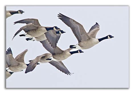 Flock Of Canada Geese In Flight