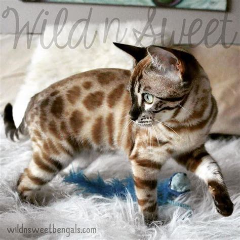 50 most adorable bengal cat pictures and images. SHE'S A ROSE | storage & testing - Coding Center - FeralFront