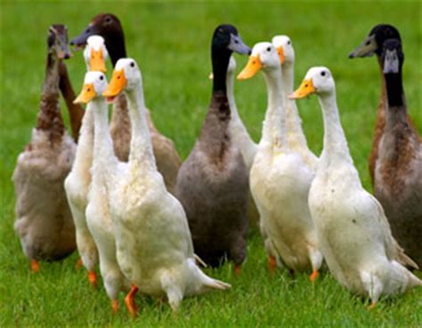 A good starter flock to provide eggs for a household would. Natural Pest Control for Gardens with Ducks!