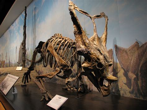 Chasmosaurus Devon Dink Dino Wiki Fandom Powered By Wikia