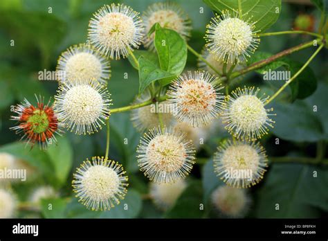 Button Bush Buttonbush White Blossom Close Up Cephalanthus Occidentalis