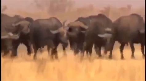 Lion Battle Zone Wildlife Animals Documentary Youtube