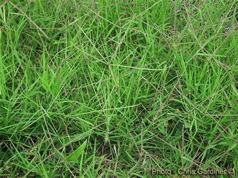 Obat Diabetes Dari Rumput Grinting Seperti Apa Keanekaragaman Flora