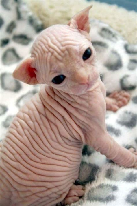 Pin By Natalie On Beautiful Pets Baby Hairless Cat Cute Hairless Cat