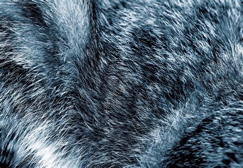 wolf fur texture blue 11074wm tapeedikodu ee