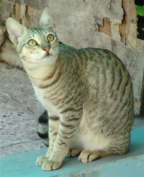 The arabian mau cat is the oldest desert cat and is expected in the arabian peninsula, including saudi arabia, qatar, oman, kuwait, and united arab emirates. Breed Comparisons - Arabian Mau | World Cat Congress