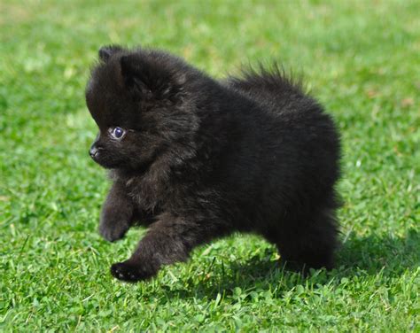 I Love Little Black Poms Is It Because I Have One Black Pomeranian Puppies Pomeranian