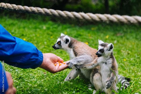 Ring Tailed Lemur Eating Out Of A Persons Hand A People Is Feeding The