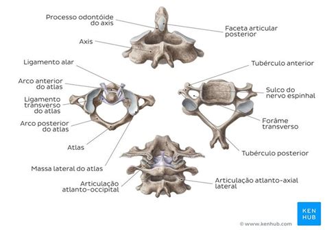 Coluna Vertebral Espinha Anatomia Esqueleto Axial Atlas Do Corpo