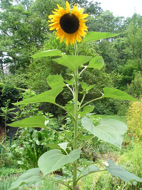 Franklin County Pa Gardeners Sunflowers Helianthus Annuus