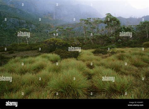 Field Of Button Grass Gymnoschoenus Sphaerocephalus Under Mist