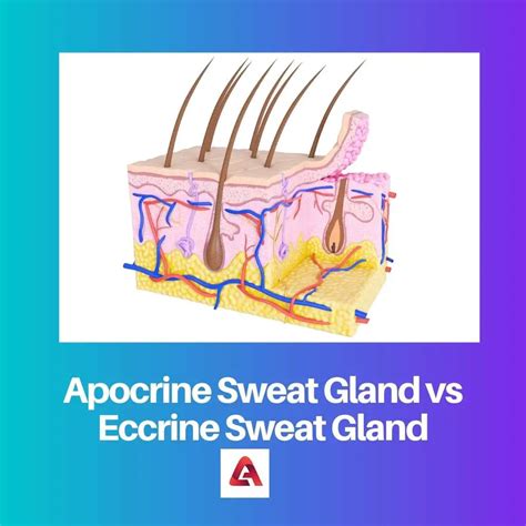 Difference Between Apocrine And Eccrine Sweat Glands
