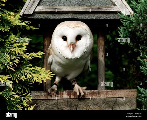 A Barn Owl Sitting On A Bird Table Stock Photo Alamy