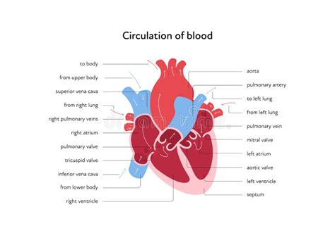 Gráfico Infográfico De Anatomía Cardíaca Ilustración Moderna De Color