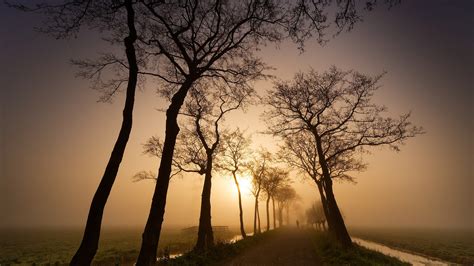 Road Between Trees And Grass Field During Foggy Morning Hd Nature