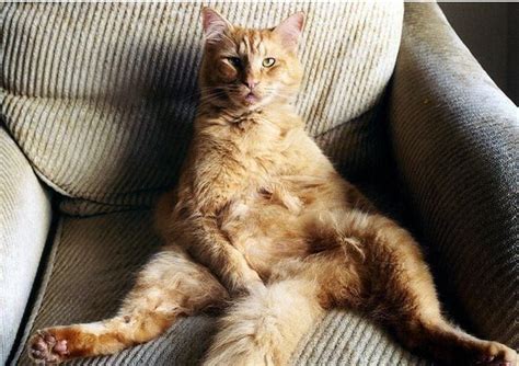 30 Cats Sitting Like Humans Cat Sitting Cats Funny Animals
