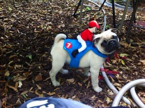 Pug Dog Wearing A Costume With Jockey Doll Pug Dog Dog Wear Dogs