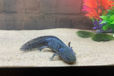 Blue Axolotl Black Melanoid Axolotl Pictures Info And Care Guide