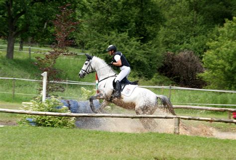 Free Images Jump Pasture Stallion Ride Movement Competition