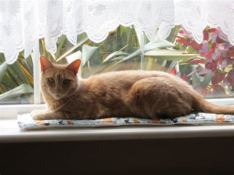 Cat Mat Non Slip Windowsill Window Ledge Crinkle Mat For Etsy