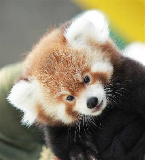 How to draw a red panda. Now Hear This: Red Panda Cubs Make Their Debut - ZooBorns