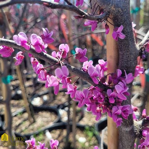 Cercis Canadensis Black Pearl Eastern Redbud From Home Nursery