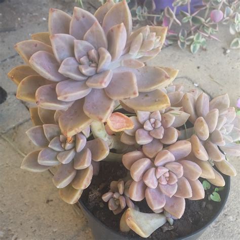 Graptopetalum Paraguayense Subsp Bernalense Ghost Plant In Gardentags