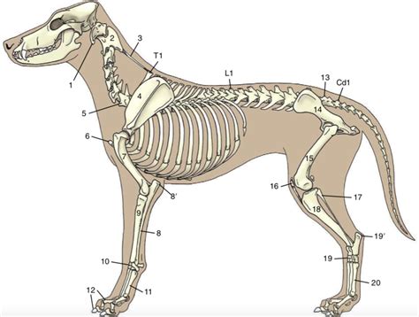 The Skeleton Of The Dog Diagram Quizlet